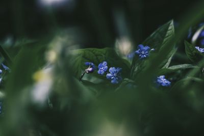 Close-up of purple flowers