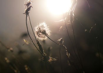 Close-up of dandelion against bright sun