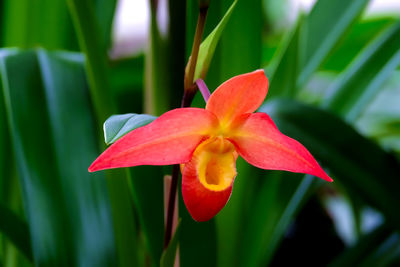 Close-up of red flowering plant