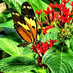Close-up of butterfly pollinating on plant