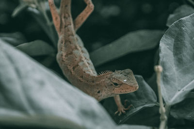 Close-up of a lizard