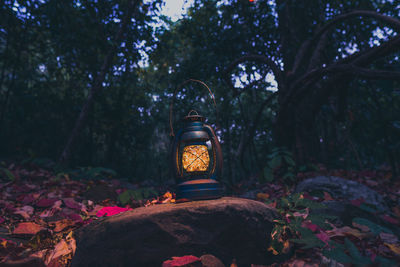 Close-up of illuminated lamp in forest