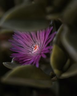 Close-up of purple flowers