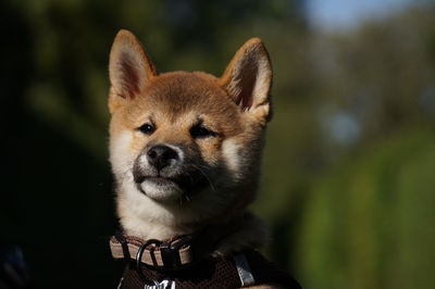 Close-up portrait of an shiba inu puppy