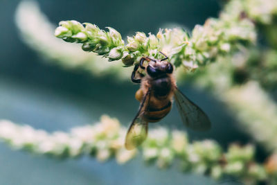 Close-up of insect on plant