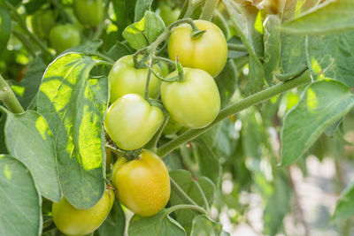 Close-up of fruit growing on plant