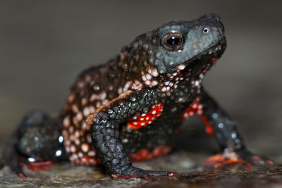 Close-up of a lizard