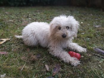 Portrait of white dog on field