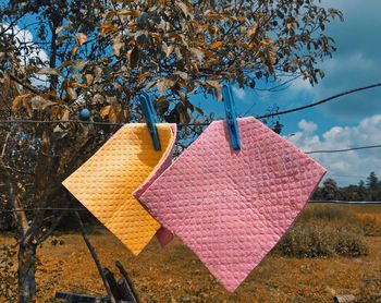 Close-up of clothes drying on plant