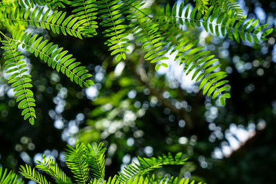 Close-up of fern leaves