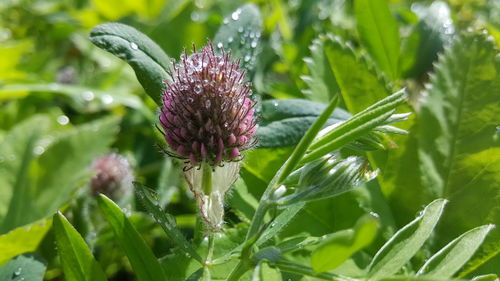 Close-up of purple flowering plant