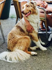 Dog sitting on chair