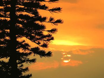 Silhouette tree against dramatic sky during sunset