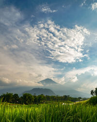 Scenic view of agricultural field against sky