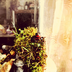 Close-up of ladybug on plant