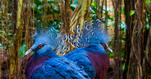 Close-up of peacock