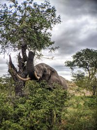 View of a tree