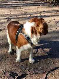 Close-up of dog