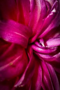 Full frame shot of purple flower