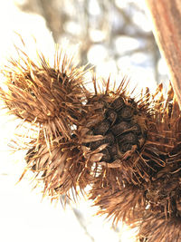 Close up of pine cone