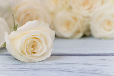 Close-up of white rose on table