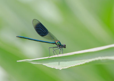 Close-up of damselfly on leaf