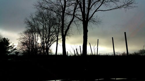 Silhouette of trees at sunset