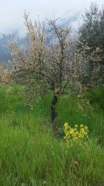 Plants growing on field