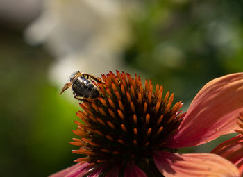 Close-up of bee pollinating on flower