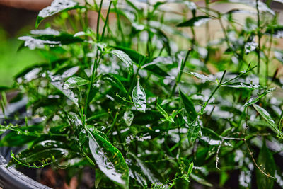 Close-up andrographis paniculata growing in black pot