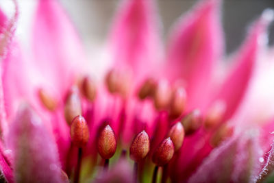 Macro shot of pink flowering plant