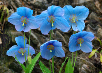 Close-up of blue flowers blooming outdoors