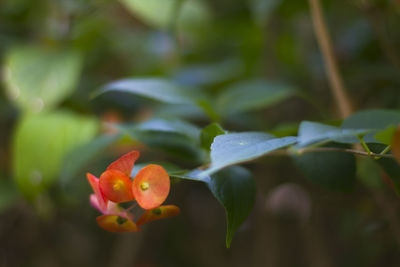 Close-up of red flowering plant