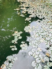 High angle view of water lily in lake