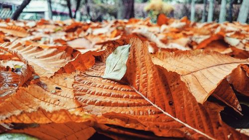 Close-up of autumn leaves