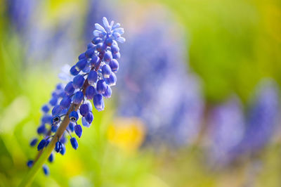 Close-up of purple flowers