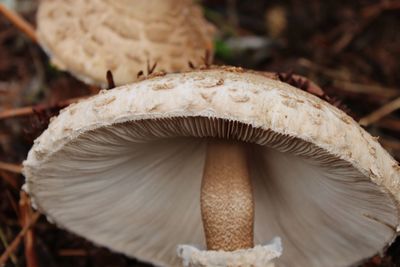 Close-up of a mushroom