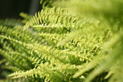 Close-up of fern leaves