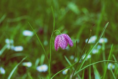 Close-up of purple flower