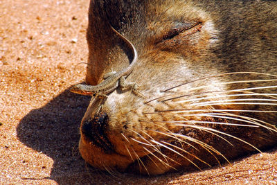 Close-up of cat