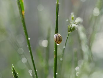 Close-up of water drops on plant