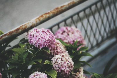 Close-up of pink flowering plants on railing
