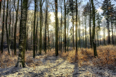 Trees in forest