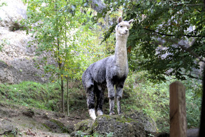 Low angle view of lama on rock against trees