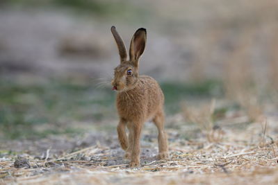 Portrait of rabbit on field