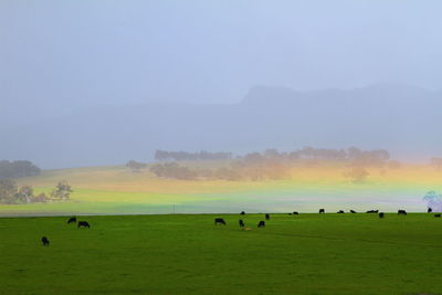 Flock of sheep in a field