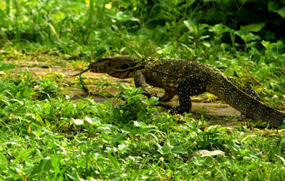 Side view of a lizard on land