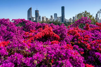 Low angle view of flowers