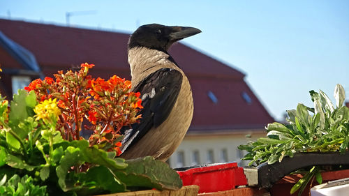 High angle view of bird perching on potted plant
