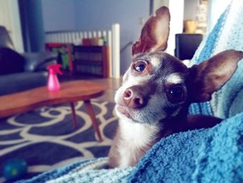 Close-up portrait of a dog at home